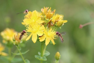 Kopie_schwebfliegen_14876.jpg